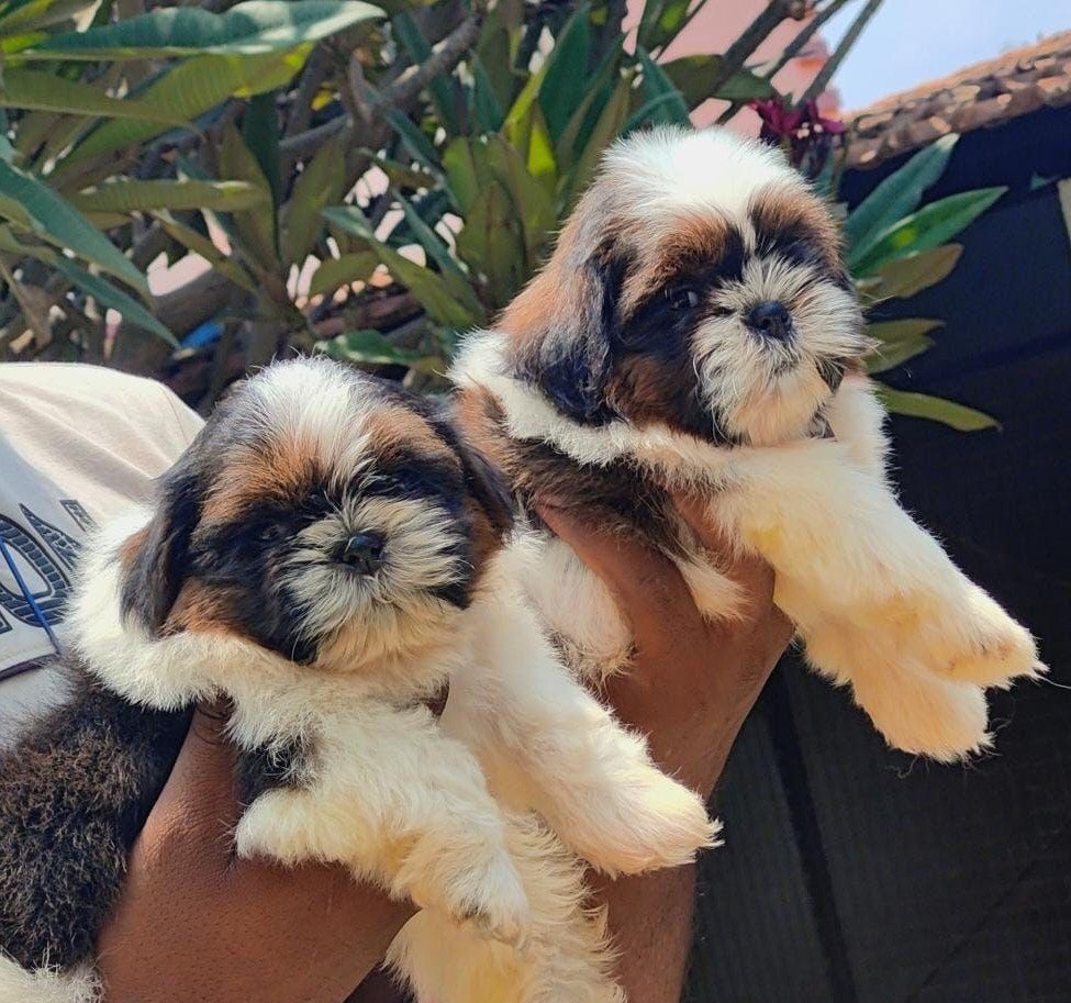 Purchase KCI Registered Shih Tzu Puppy from Ahmedabad
